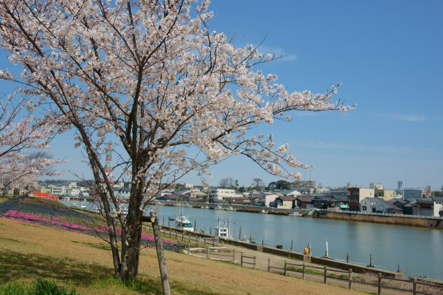 汐見桜と竹田川