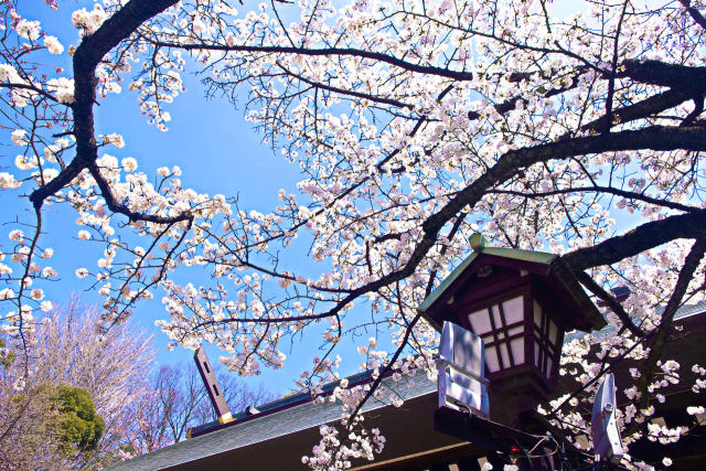 靖国神社の桜