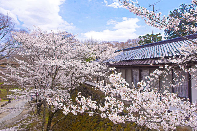 小諸城址公園の桜