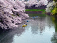 桜咲く千鳥ヶ淵・2