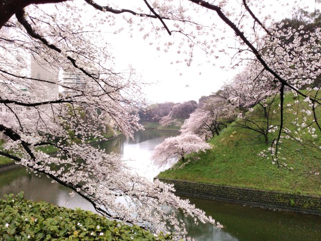 雨降る牛ヶ淵の桜1