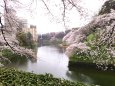 雨降る牛ヶ淵の桜2