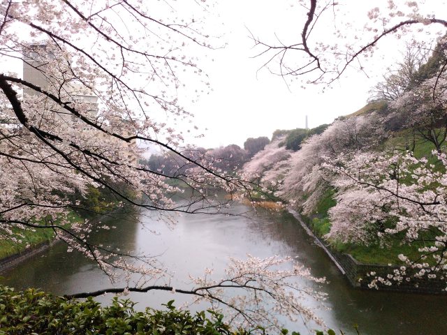 雨降る牛ヶ淵の桜3