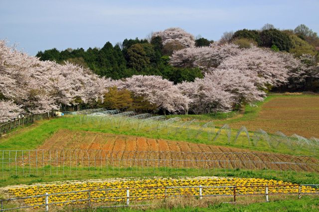 桜回廊