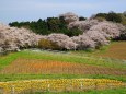 桜回廊