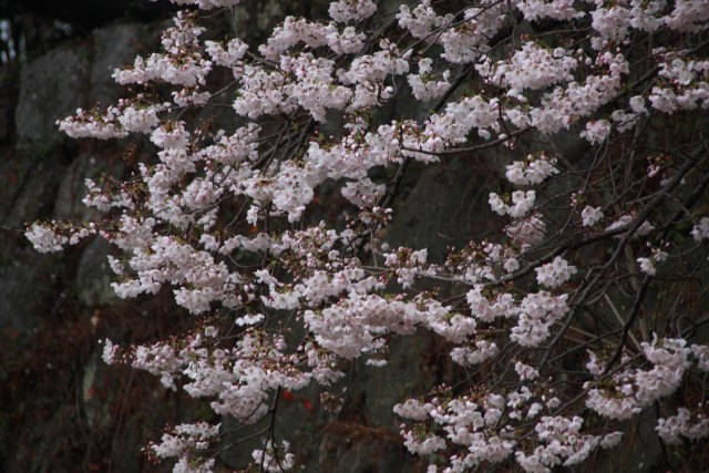 桜満開