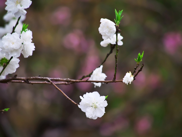 散歩道の花たち