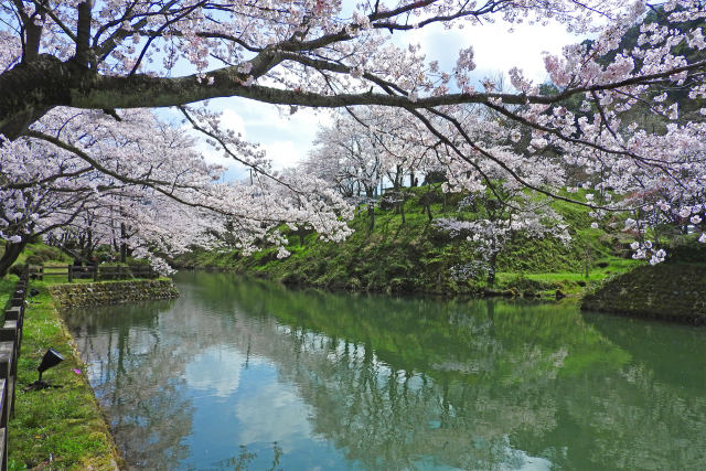 お堀端の桜4