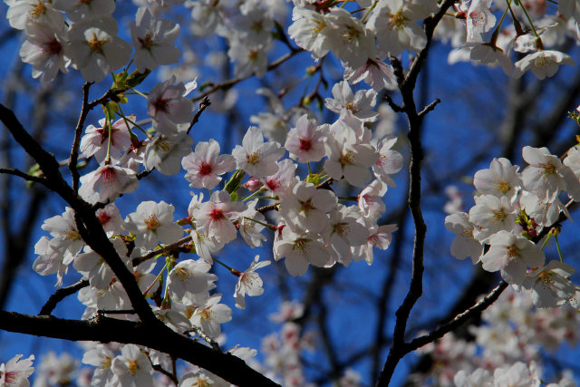 桜花爛漫