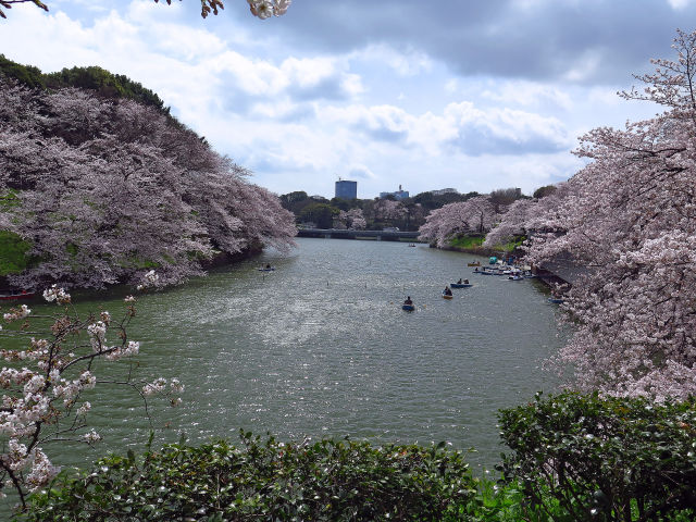 千鳥ヶ淵