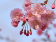 枝垂れ桜