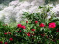 渓流公園に咲く花