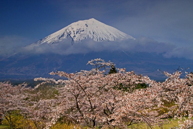 桜に浮かぶ富士