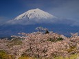 桜に浮かぶ富士