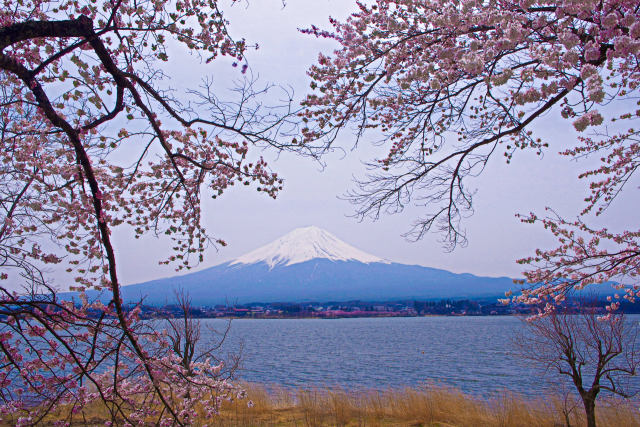 富士山と桜