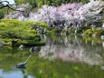 平安神宮の桜