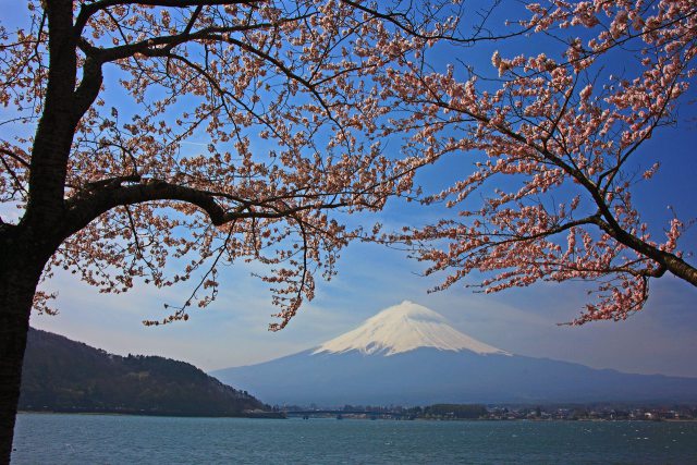 桜越しの富士山