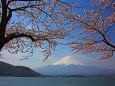 桜越しの富士山