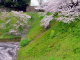 牛ヶ淵の桜・3