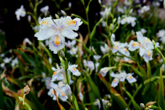 千鳥ヶ淵のシャガの花