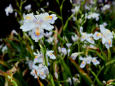 千鳥ヶ淵のシャガの花