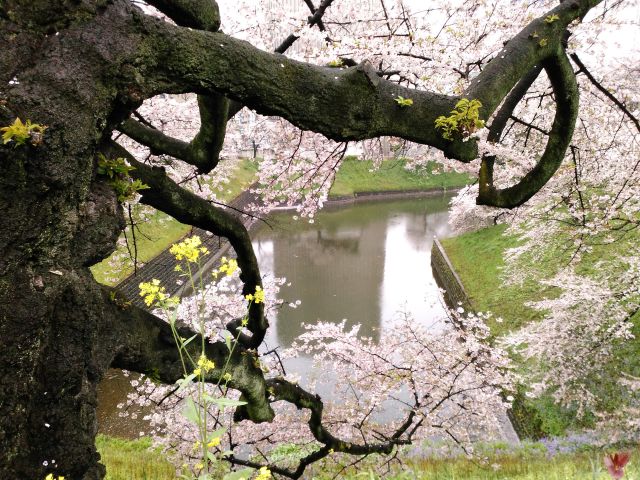 牛ヶ淵の桜