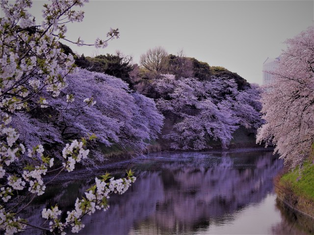 満開の千鳥ヶ淵