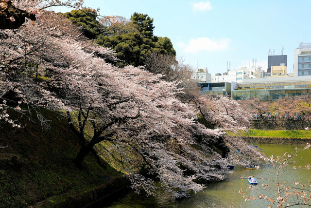 千鳥が淵のさくら