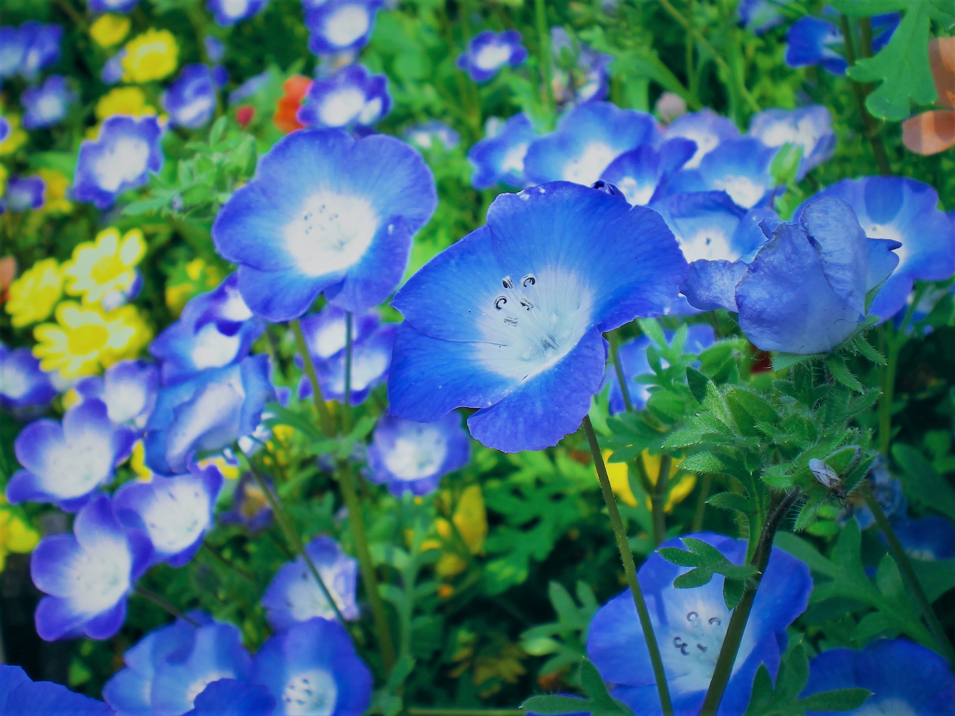 花 植物 ネモフィラ 壁紙19x1440 壁紙館