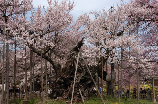 今年も満開「山高神代桜」