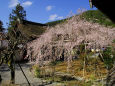 枝垂れ桜