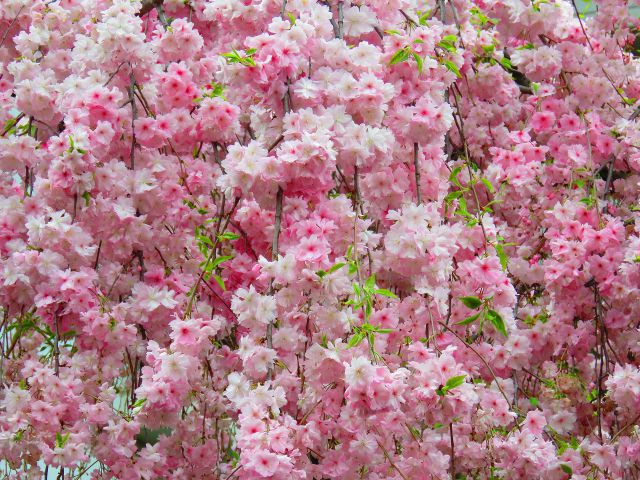 華やかな雨情枝垂れ桜