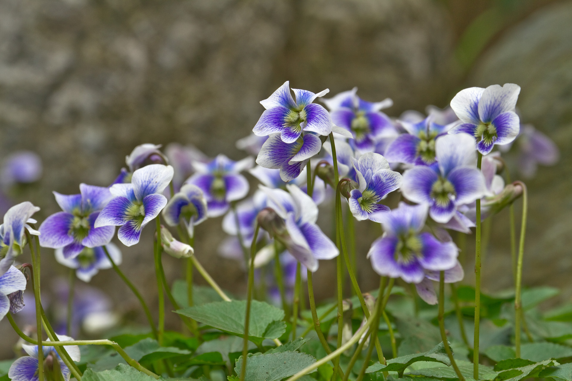 花 植物 すみれ 壁紙19x1280 壁紙館