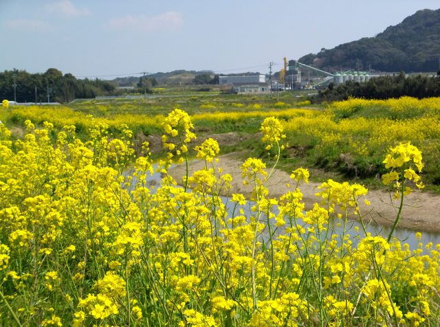 菜の花の風景