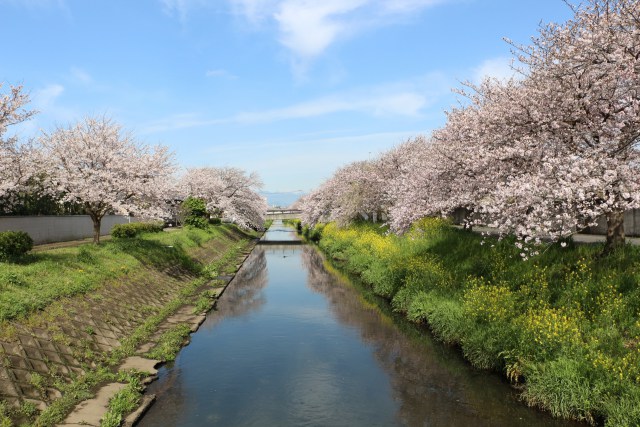 川辺に満開の桜