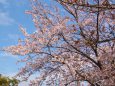 青い空と桜