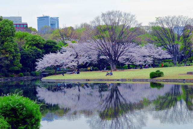 桜の園