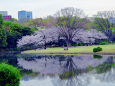 桜の園