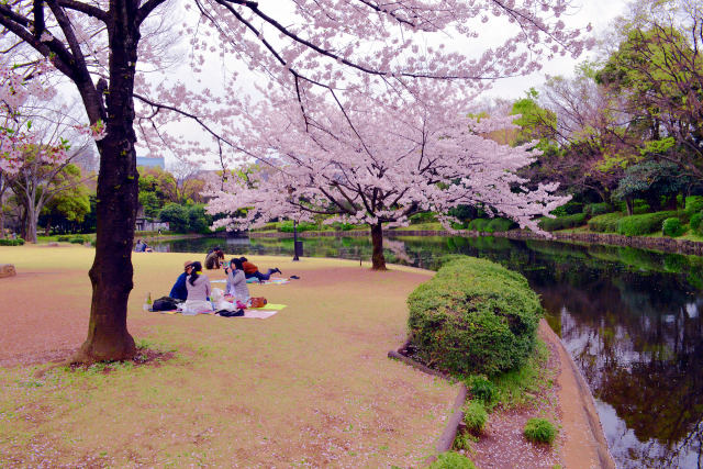 桜の樹の下で