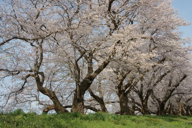 足羽川堤防の桜並木