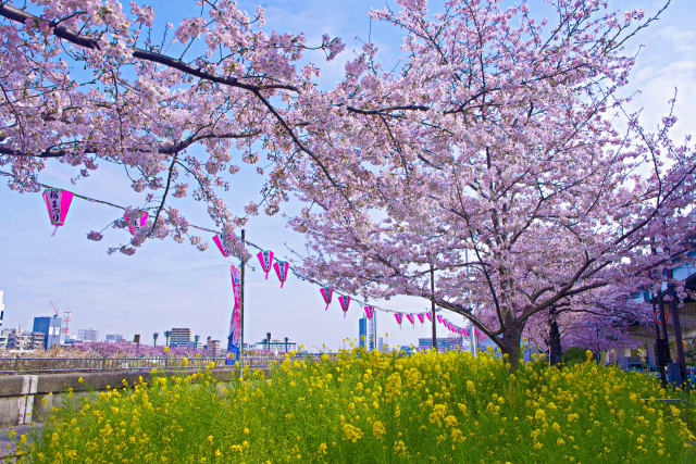 隅田川沿いの桜と菜の花