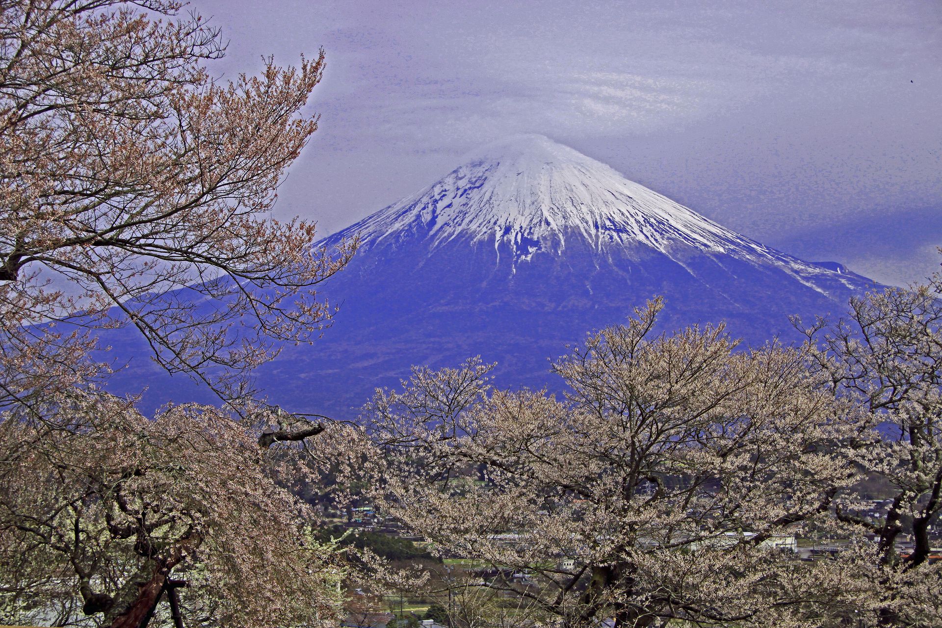 日本の風景 大石寺の桜 壁紙19x1280 壁紙館