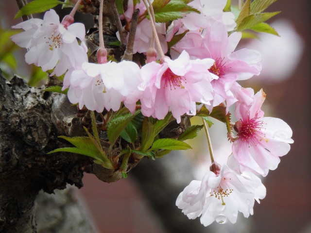 八重桜