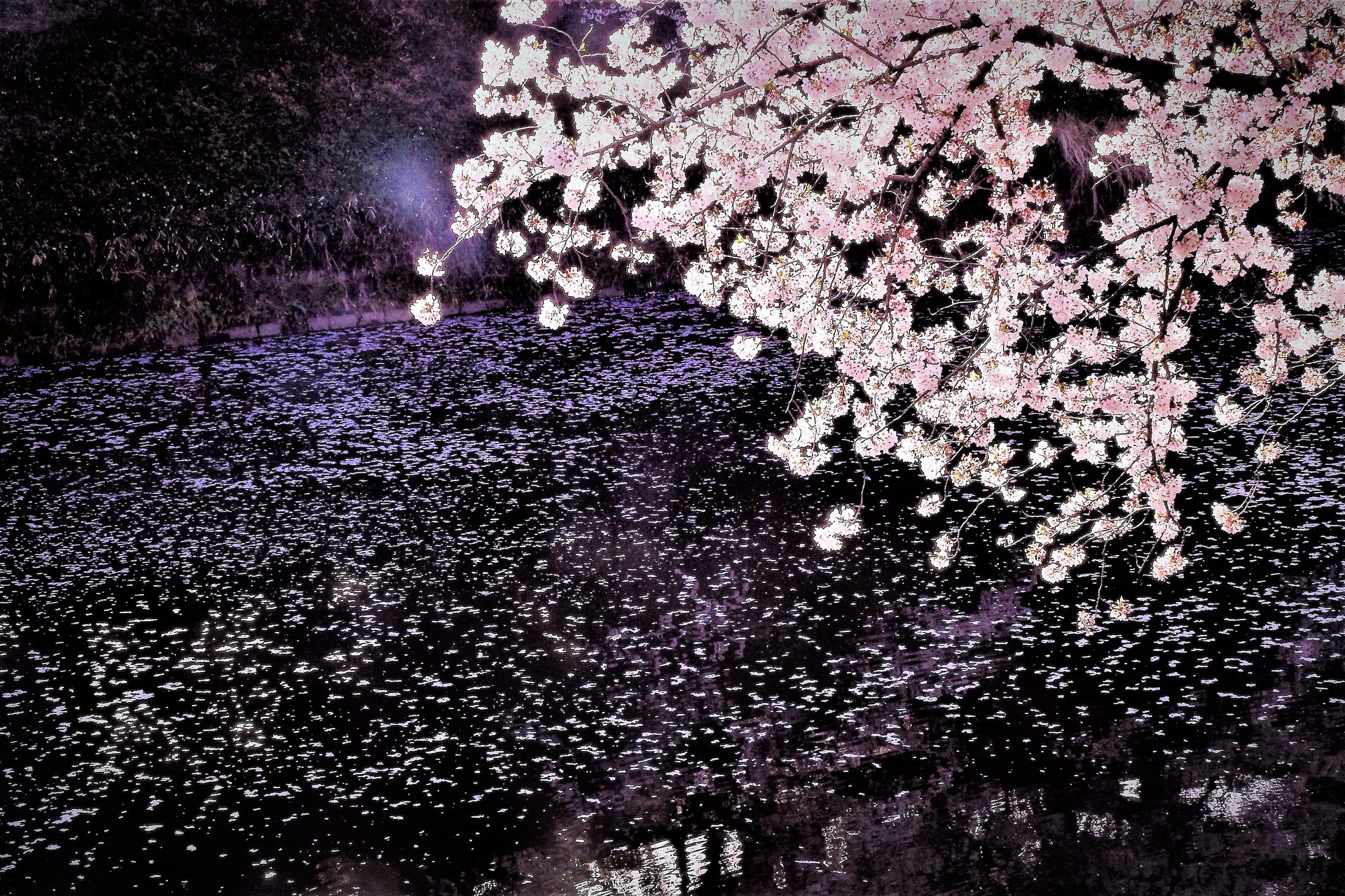日本の風景 桜の花筏 壁紙19x1280 壁紙館