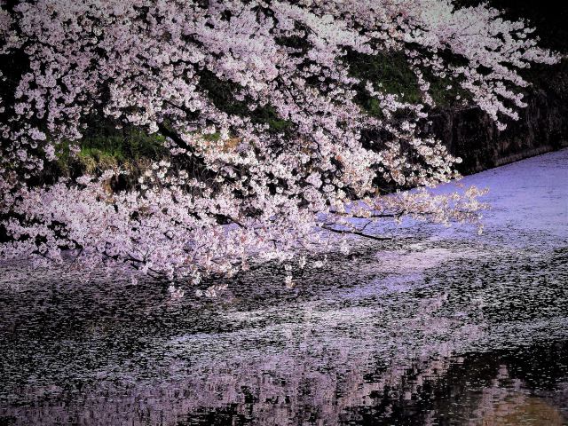 千鳥ヶ淵にて