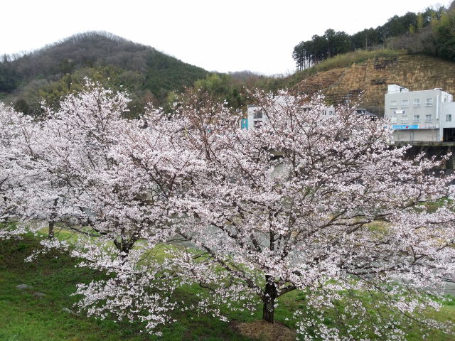 会社前の桜