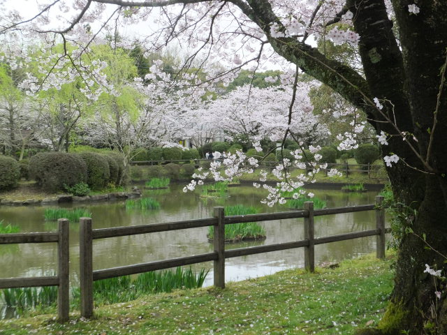 公園の桜