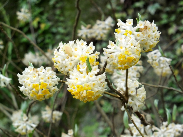 1万円札の花