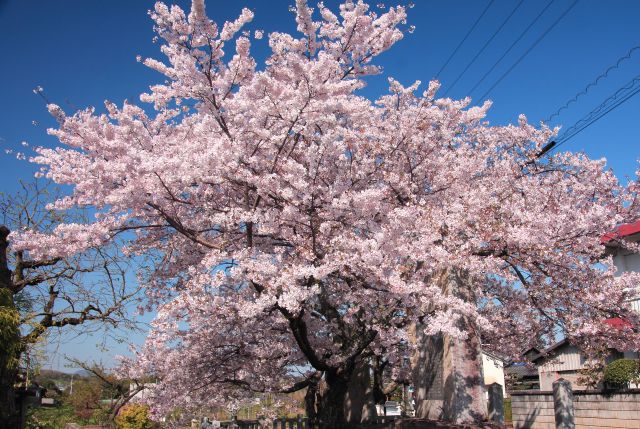 散りゆく桜