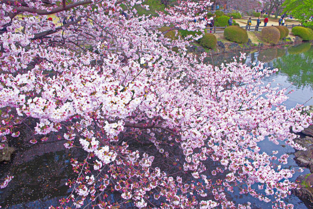 新宿御苑・水辺の桜